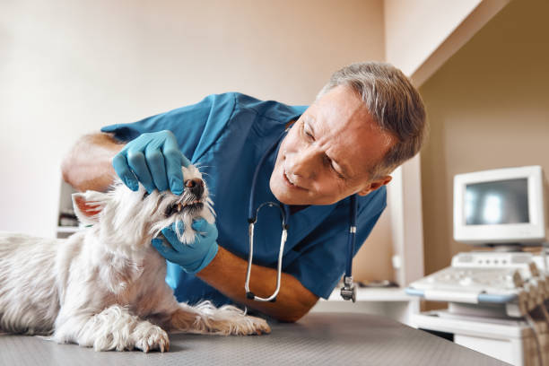 Best Emergency Root Canal Treatment in Wolfe City, TX